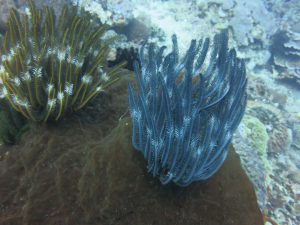 Ningaloo Reef